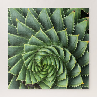 Spiral Aloe Fibonacci Puzzle