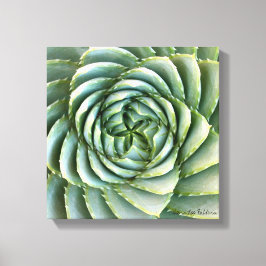 Spiral Aloe Foto von Debra Lee Baldwin Leinwanddruck