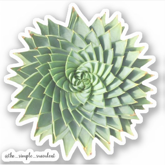 Spiral Aloe Polyphylla Sukkulturen Aufkleber (Vorderseite)