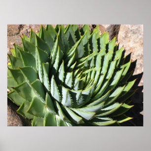Spiral-Aloe-Poster Poster