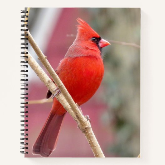 Spiral Notebook mit rotem Kardinal Notizblock (Vorderseite)