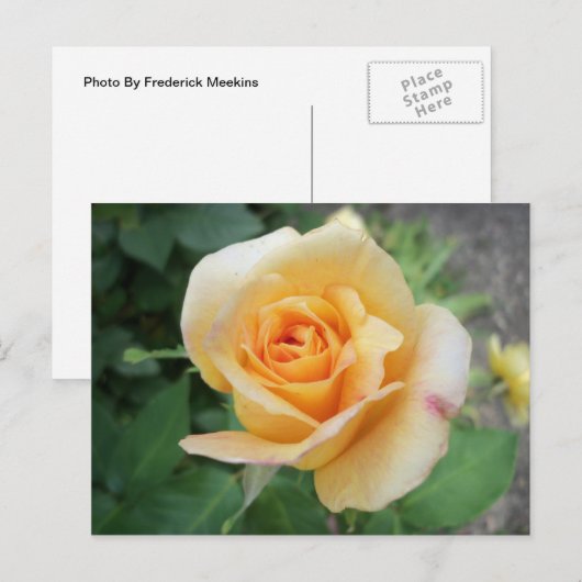 Spiralgelbe Rose Postkarte (Vorne/Hinten)