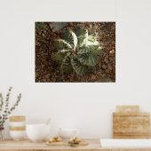 Spiralkaktus Poster (Küche)