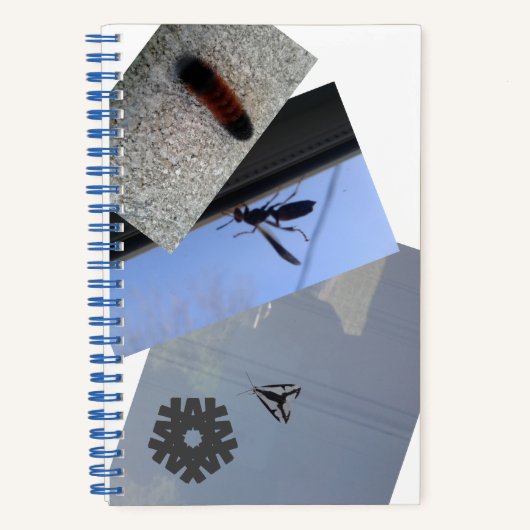 Spiralnotebook/INSECTS/MMETROPOLIM DESIGN Editor Notizblock (Vorderseite)