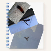 SpiralNotebook/INSECTS/MMETROPOLIM-DESIGN Notizblock (Vorderseite)