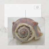 Spire Spiral Crown Muschel Fotografie Postkarte (Vorne/Hinten)