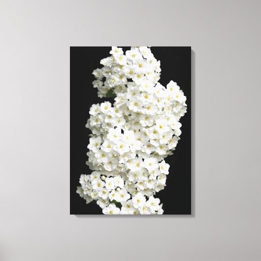 Spirea Arguta Canvas Print Leinwanddruck (Vorderseite)