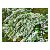 Spirea Arguta Fotodruck (Vorne)