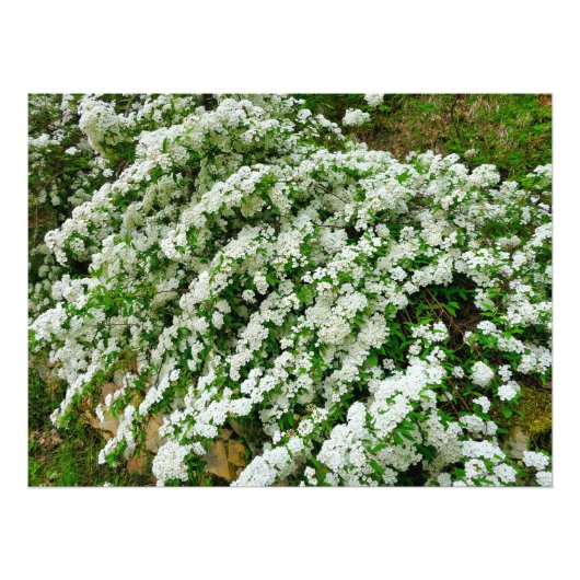 Spirea Arguta Fotodruck (Vorne)