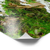 Spirea Arguta Fotodruck (Ecke)