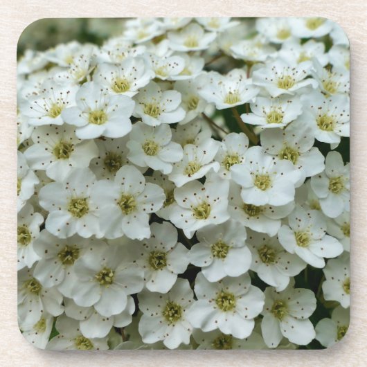 Spirea Arguta Getränkeuntersetzer (Vorderseite)