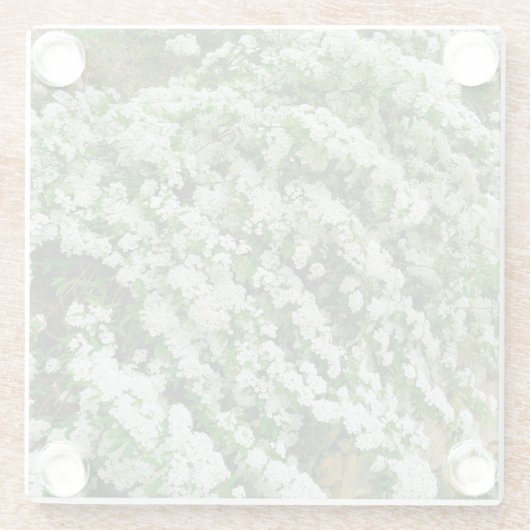 Spirea Arguta Glasuntersetzer (Rückseite)