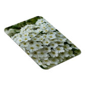 Spirea Arguta Magnet (Rechte Seite)