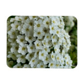 Spirea Arguta Magnet (Horizontal)