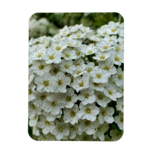 Spirea Arguta Magnet