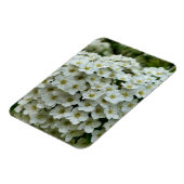 Spirea Arguta Magnet (Linke Seite)