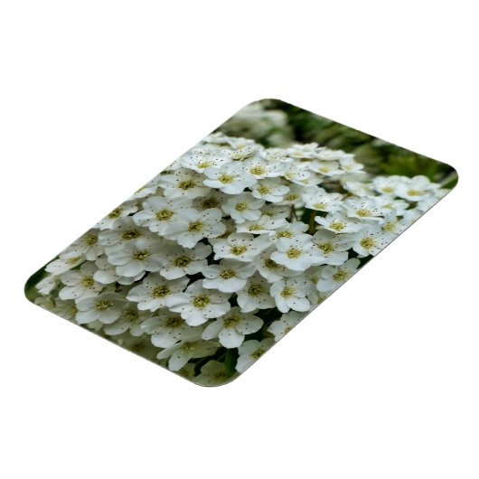 Spirea Arguta Magnet (Linke Seite)