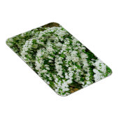 Spirea Arguta Magnet (Rechte Seite)