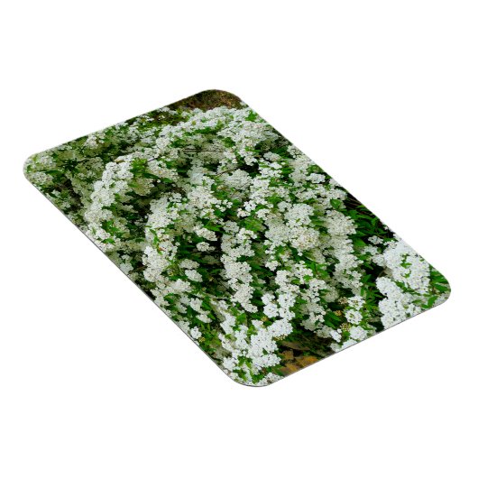 Spirea Arguta Magnet (Rechte Seite)