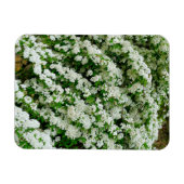 Spirea Arguta Magnet (Horizontal)