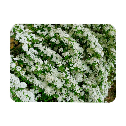 Spirea Arguta Magnet (Horizontal)