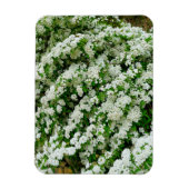 Spirea Arguta Magnet (Vertikal)