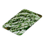 Spirea Arguta Magnet (Linke Seite)