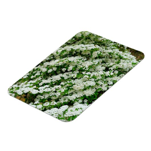 Spirea Arguta Magnet (Linke Seite)