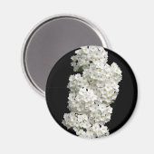 Spirea Arguta Magnet (Vorderseite/Rückseite)