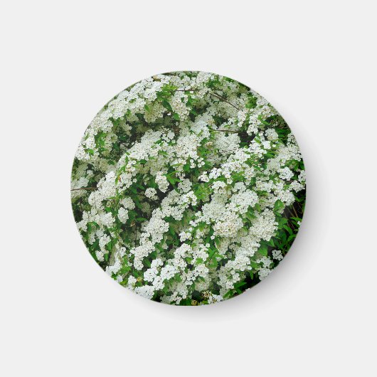 Spirea Arguta Magnet (Vorne)