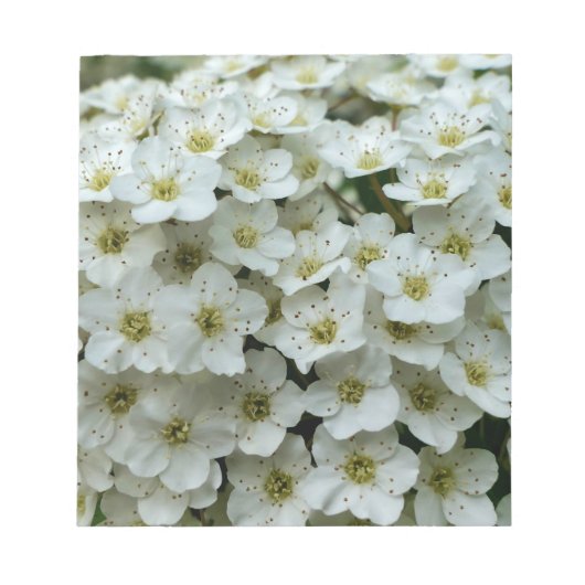 Spirea Arguta Notizblock (Vorderseite)