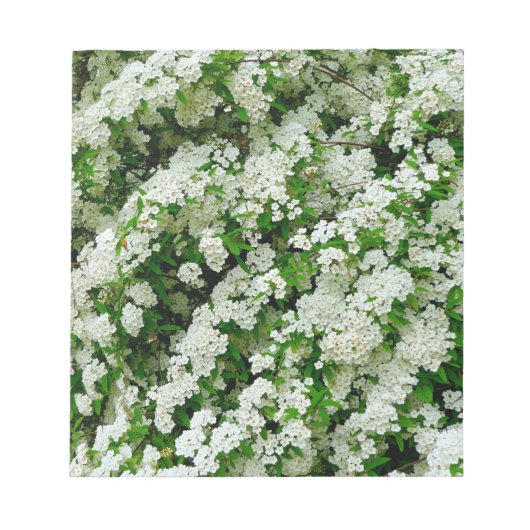 Spirea Arguta Notizblock (Vorderseite)
