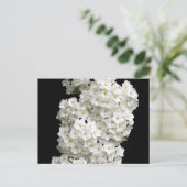 Spirea Arguta Postcard Postkarte (Stehend Vorderseite)