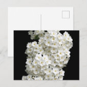 Spirea Arguta Postcard Postkarte (Vorne/Hinten)