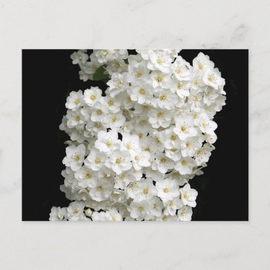 Spirea Arguta Postcard Postkarte (Vorderseite)