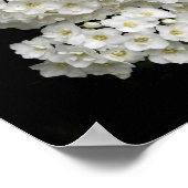 Spirea Arguta Poster (Ecke)