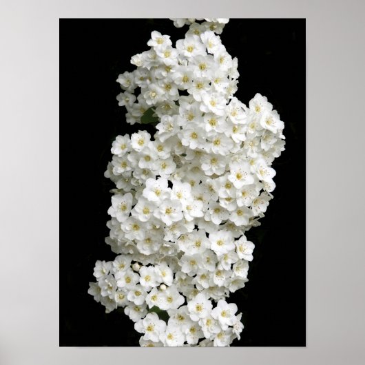 Spirea Arguta Poster (Vorne)