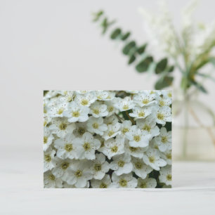 Spirea Arguta Postkarte