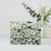 Spirea Arguta Postkarte (Stehend Vorderseite)