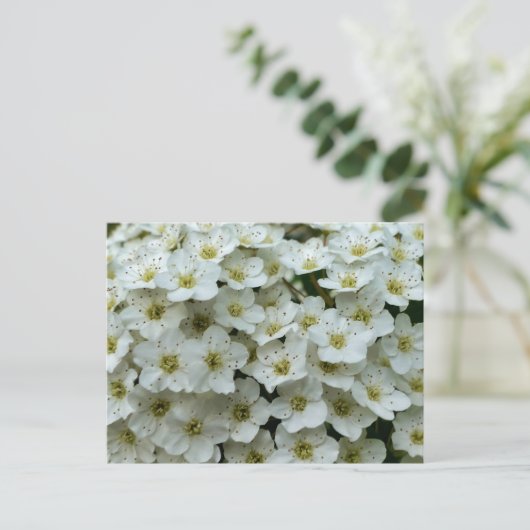 Spirea Arguta Postkarte (Stehend Vorderseite)