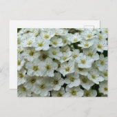 Spirea Arguta Postkarte (Vorne/Hinten)