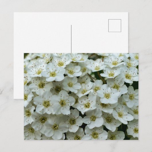 Spirea Arguta Postkarte (Vorne/Hinten)