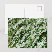 Spirea Arguta Postkarte (Vorne/Hinten)
