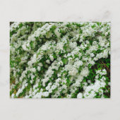 Spirea Arguta Postkarte (Vorderseite)
