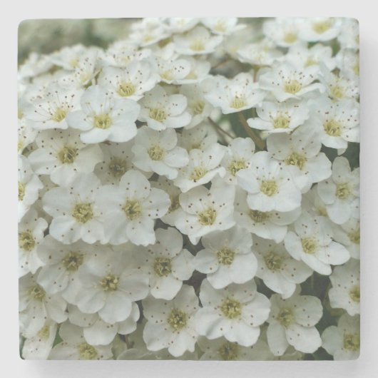 Spirea Arguta Steinuntersetzer (Vorderseite)