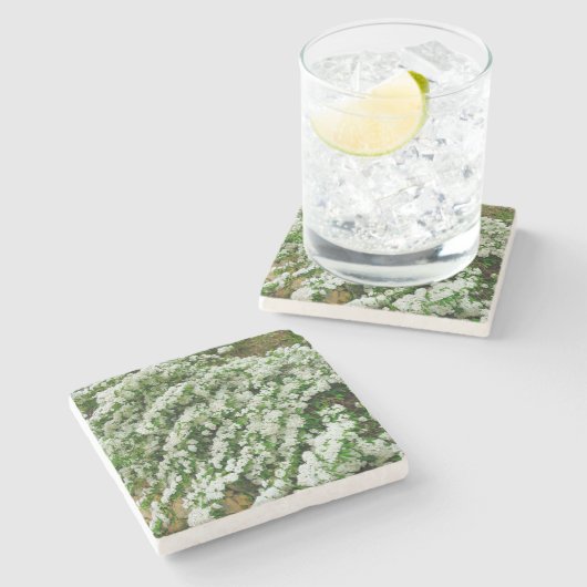 Spirea Arguta Steinuntersetzer (Seitenansicht)