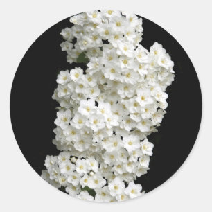 Spirea Arguta Stickers