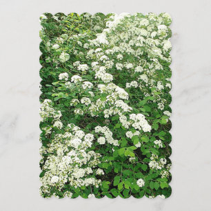 Spirea-Blumen-Strauch/Strauch Einladung