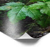 Spirit Bear Foto Print (Ecke)