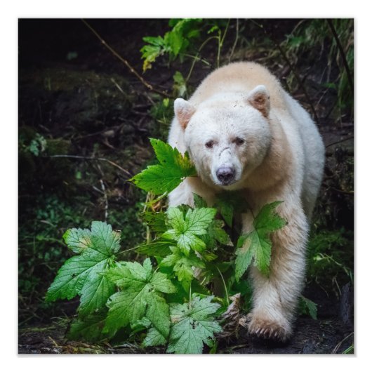 Spirit Bear Foto Print (Vorne)